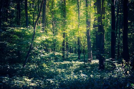 Sunny summer forest with green grass and treesの写真素材