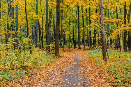 Path in a forest with colorful autumn leaves and treesの写真素材