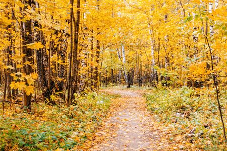 Path in a forest with colorful autumn leaves and treesの写真素材