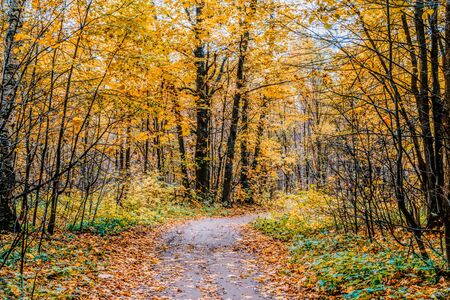 Path in a forest with colorful autumn leaves and treesの写真素材
