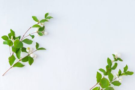 Branches with green leaves on a white background. Flat lay, top viewの写真素材
