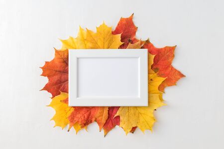 Bright autumn leaves on a light backgroundの写真素材