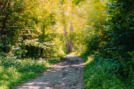 Road in a sunny summer forest with green grass and treesの写真素材