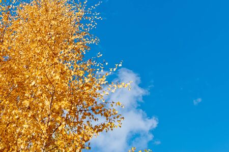 Colorful autumn leaves on a blue skyの写真素材