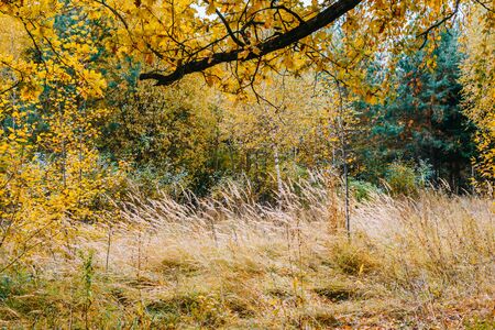 Colorful autumn landscape. Beautiful autumn leaves and treesの写真素材
