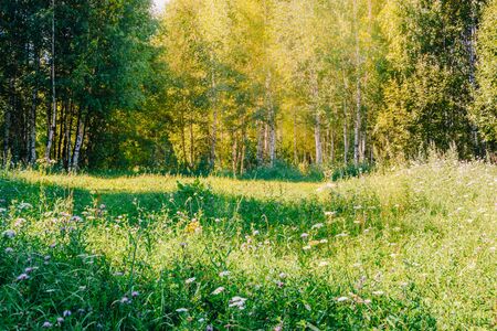 Sunny summer forest with green grass and treesの写真素材