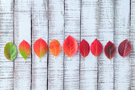 Bright autumn leaves on a light wooden backgroundの写真素材