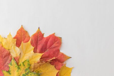 Bright autumn leaves on a light backgroundの写真素材