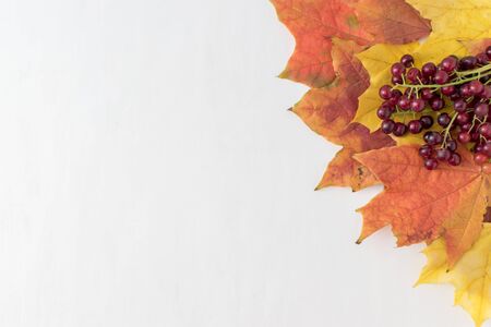 Bright autumn leaves on a light backgroundの写真素材