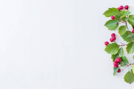 Branches with red berries on a white background. Flat lay, top view