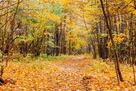 Path in a forest with colorful autumn leaves and treesの写真素材