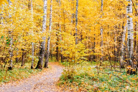 Path in a forest with colorful autumn leaves and treesの写真素材