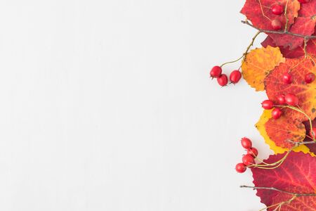 Bright autumn leaves and berries on a light backgroundの写真素材