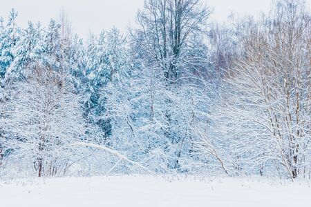 Winter forest with snow and hoarfrost on treesの写真素材