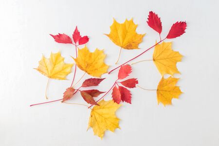 Bright autumn leaves on a light backgroundの写真素材