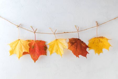 Bright autumn leaves on a light backgroundの写真素材