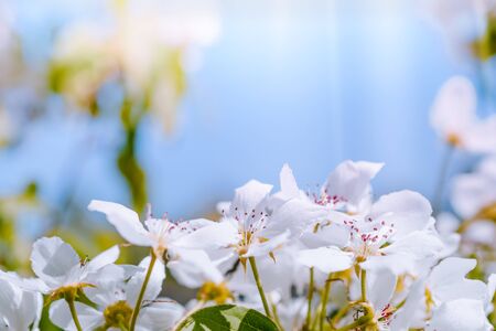 White spring flowers in the blue skyの写真素材