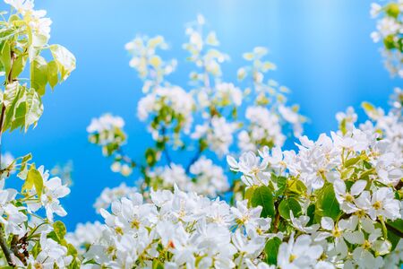 White spring flowers in the blue sky