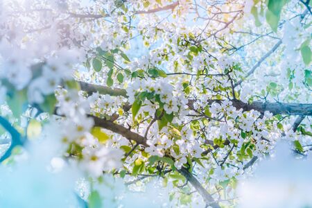 White spring flowers on a soft background