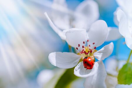 White spring flowers on a soft background