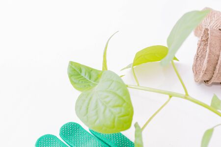 Flat lay composition with garden tools and plants on a white backgroundの写真素材