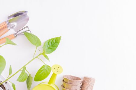 Flat lay composition with garden tools and plants on a white backgroundの写真素材