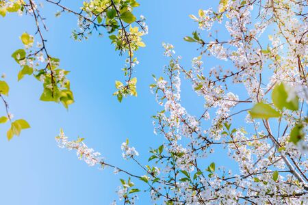 Blooming spring branches of cherry in the blue sky