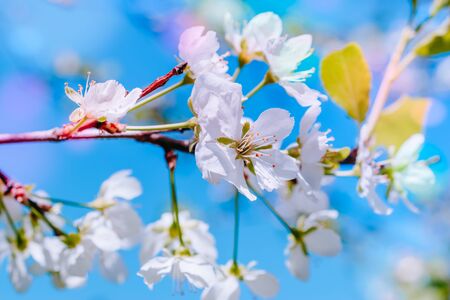Blooming spring branches of cherry in the blue skyの写真素材