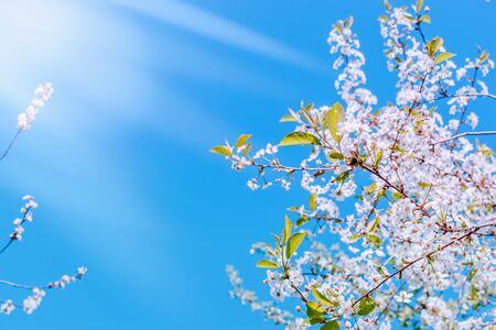 Blooming spring branches of cherry in the blue sky