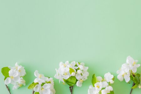 Flat lay composition with spring white flowers on a green backgroundの写真素材