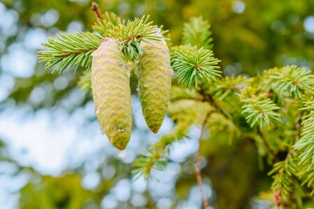 Green cones and branches of spruce on a soft backgroundの写真素材