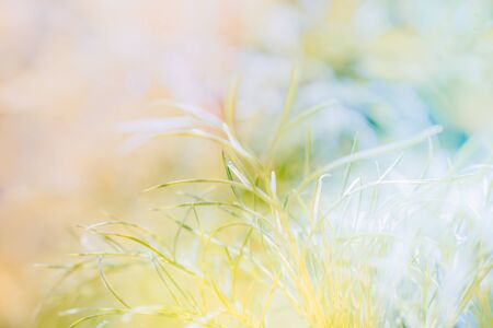 Abstract defocused nature background with grass and bokehの写真素材