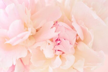 Blurred delicate petals of a pink peony. Unfocused abstract floral backgroundの写真素材