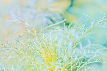 Abstract defocused nature background with green grass and bokehの写真素材