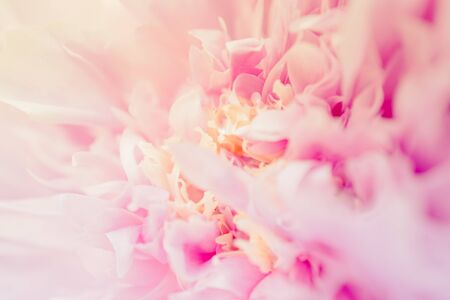 Blurred delicate petals of a pink peony. Unfocused abstract floral backgroundの写真素材