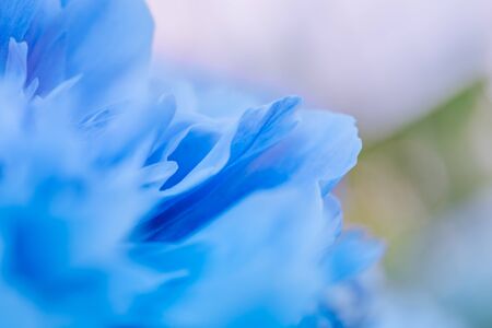 Blurred blue petals on a soft background. Unfocused abstract floral backgroundの写真素材