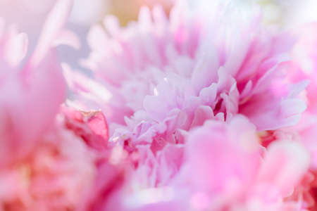 Blurred delicate petals of a pink peony. Unfocused abstract floral backgroundの写真素材