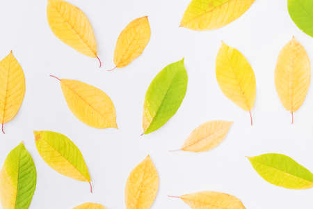 Flat lay pattern with colorful autumn leaves on a white backgroundの写真素材