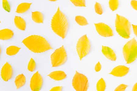 Flat lay pattern with colorful autumn leaves on a white background
