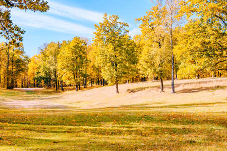 Colorful trees and leaves in autumn park on a sunny day