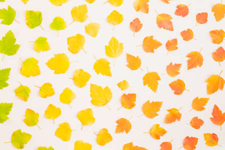 Flat lay pattern with colorful autumn leaves on a white background