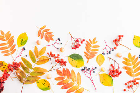 Flat lay border with colorful autumn leaves and berries on a white background