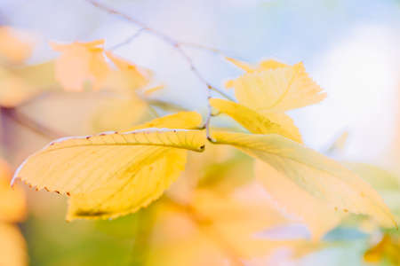 Abstract defocused nature background with yellow autumn leaves and bokeh
