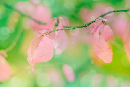 Abstract defocused nature background with autumn leaves and bokeh