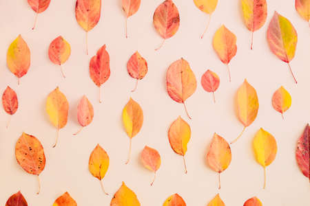 Flat lay pattern with colorful autumn leaves on a color backgroundの写真素材