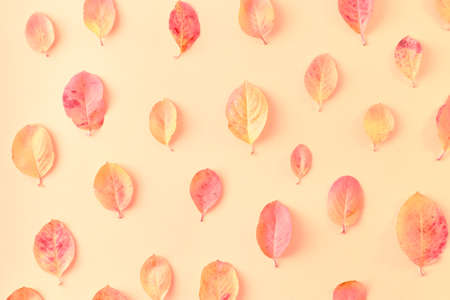Flat lay pattern with colorful autumn leaves on a color backgroundの写真素材