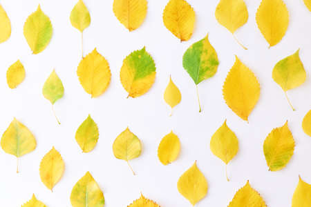 Flat lay pattern with colorful autumn leaves on a white backgroundの写真素材