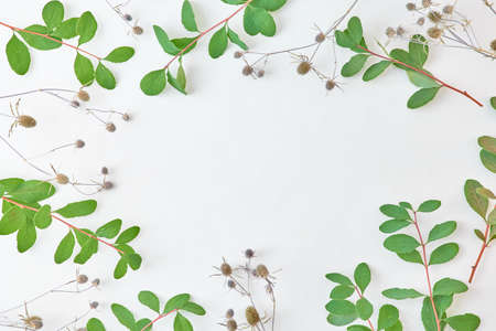 Flat lay composition with branches with green leaves and dry plants on a light backgroundの写真素材