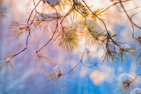 Christmas winter background with pine branches and sun rays