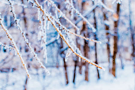 Winter christmas background with tree branches in hoarfrost